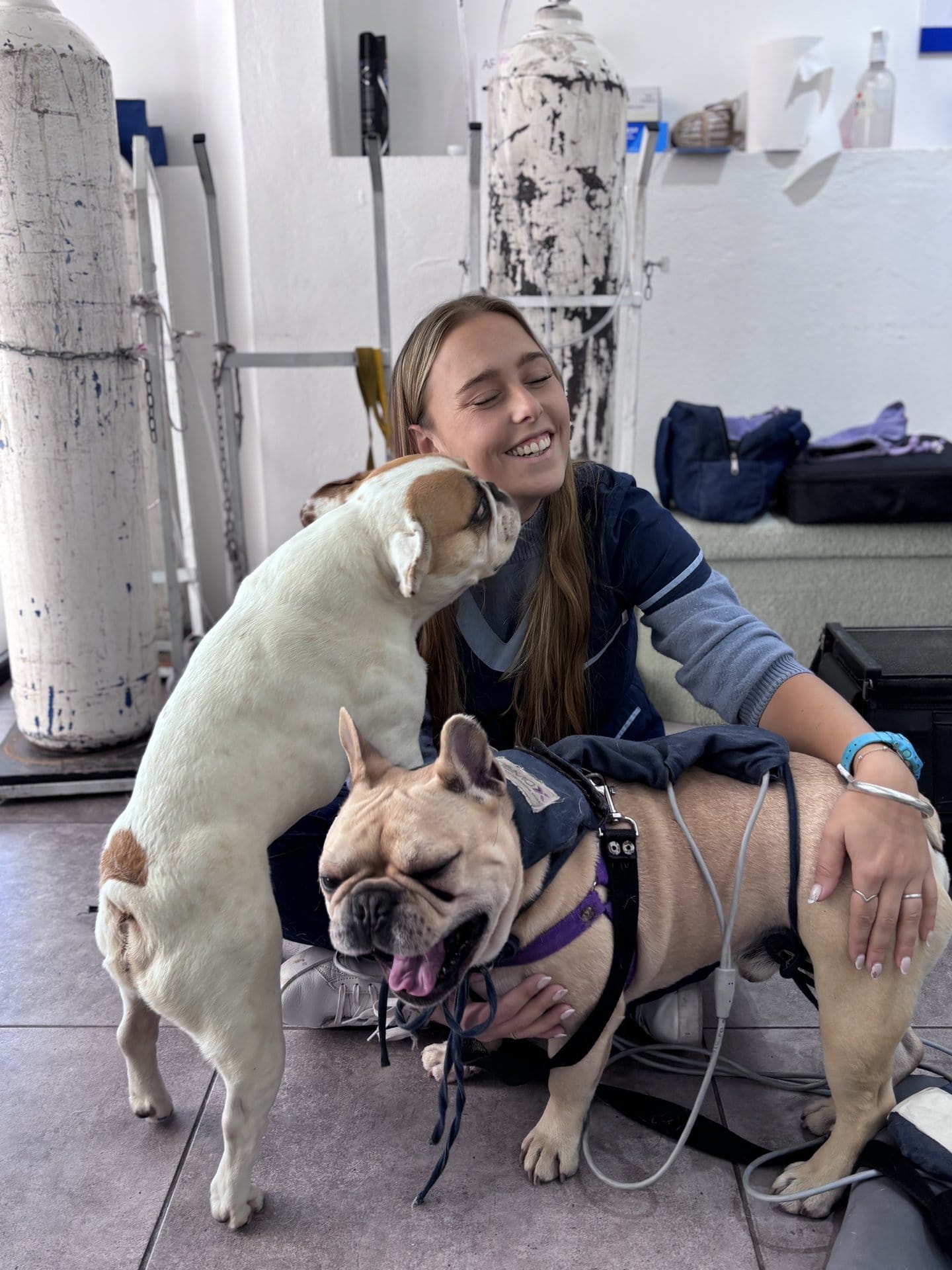 Josefina acompaña a dos bulldogs durante una sesión de fisioterapia
