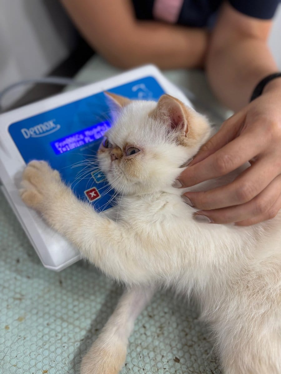 Un gatito acompañado durante una aplicación terapéutica en FIVRA