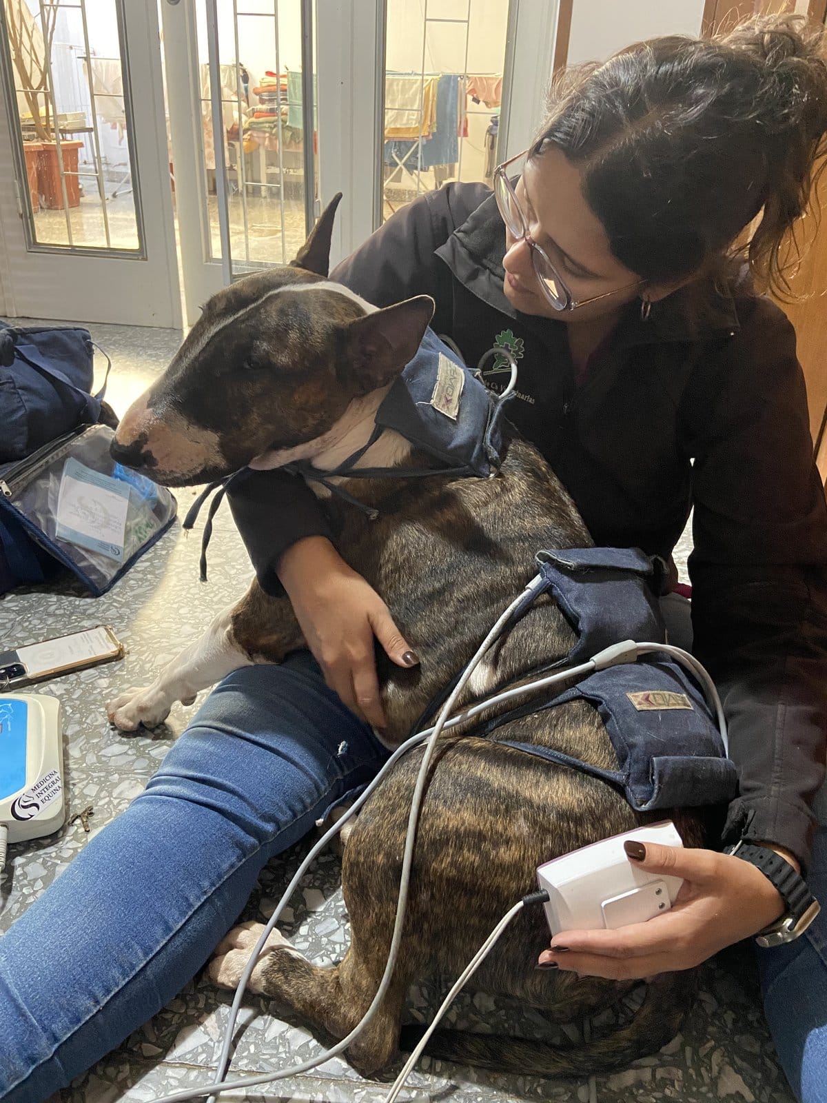 Flor acompaña a un bull terrier con equipos de fisioterapia