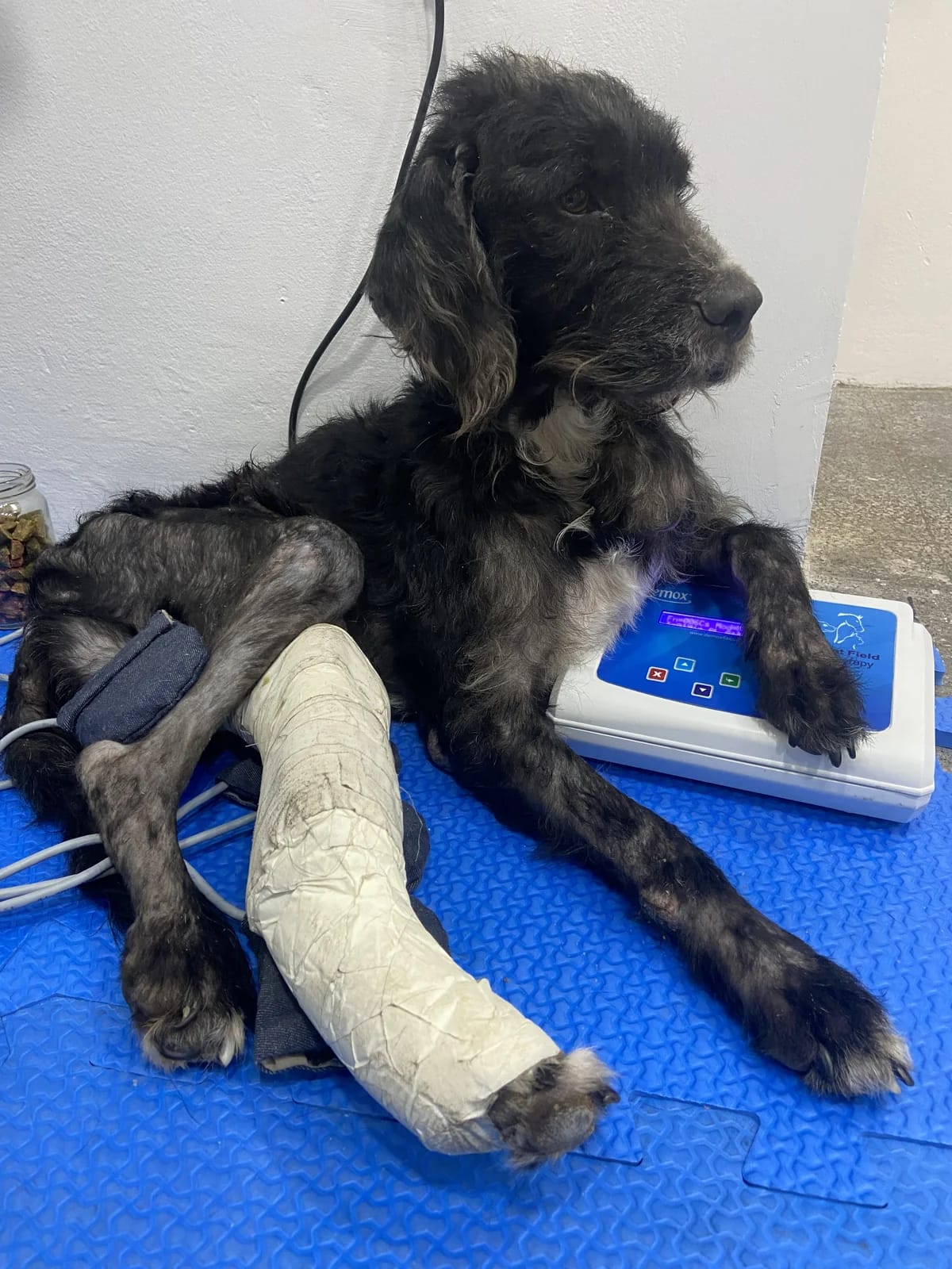 Un perro acompañado durante un tratamiento con agentes físicos en FIVRA