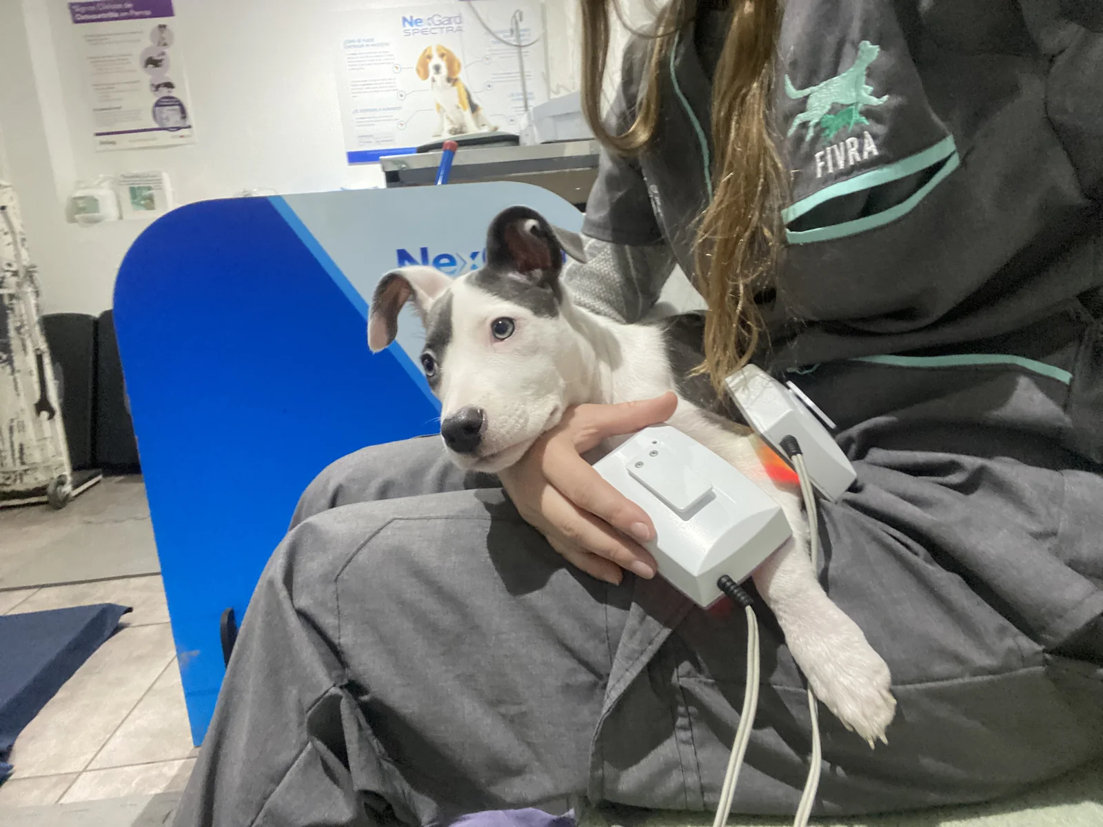 Un perro acompañado durante una aplicación de fotobiomodulación en FIVRA