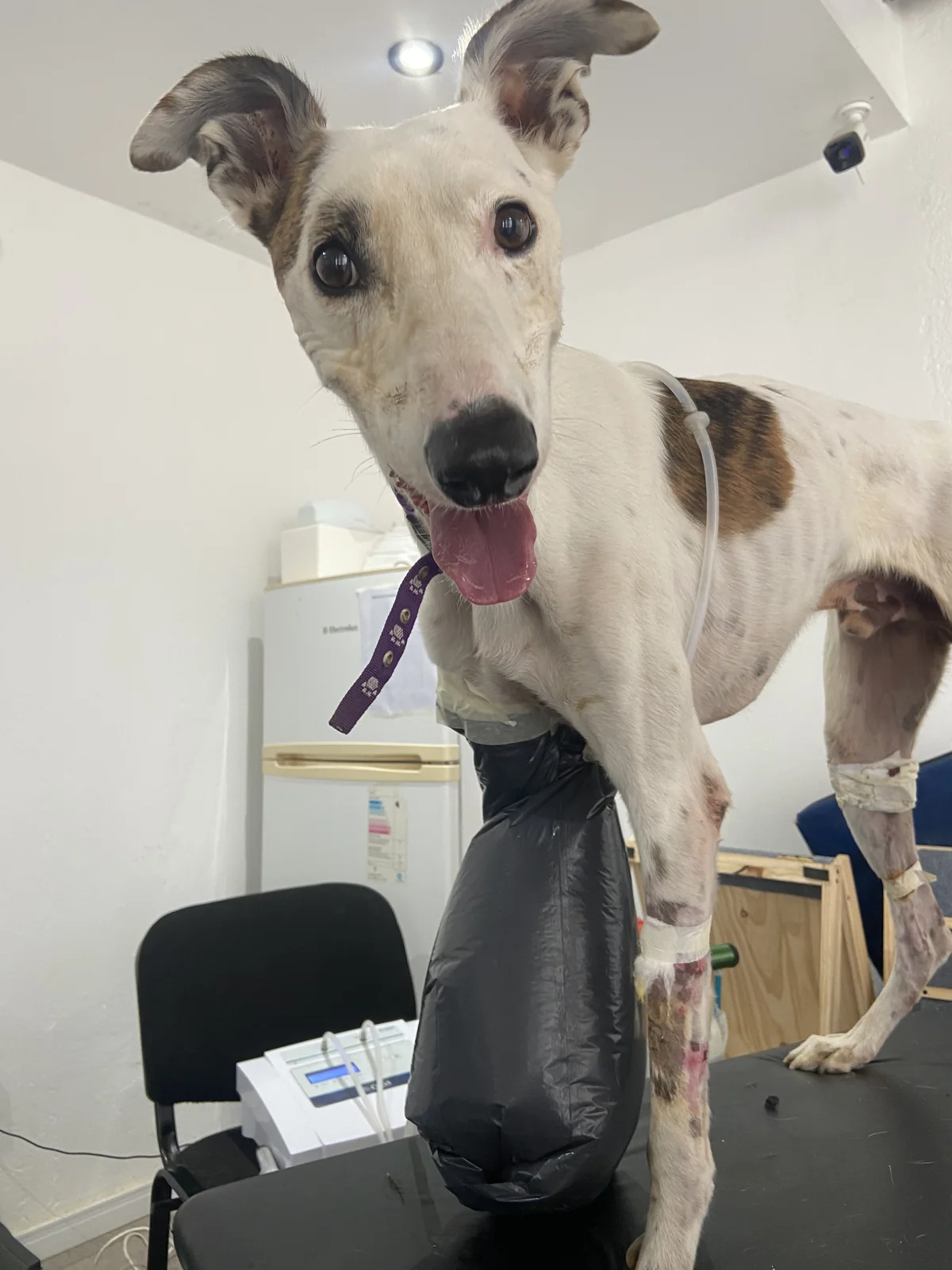 Un perro durante una sesión de rehabilitación con equipos de fisioterapia
