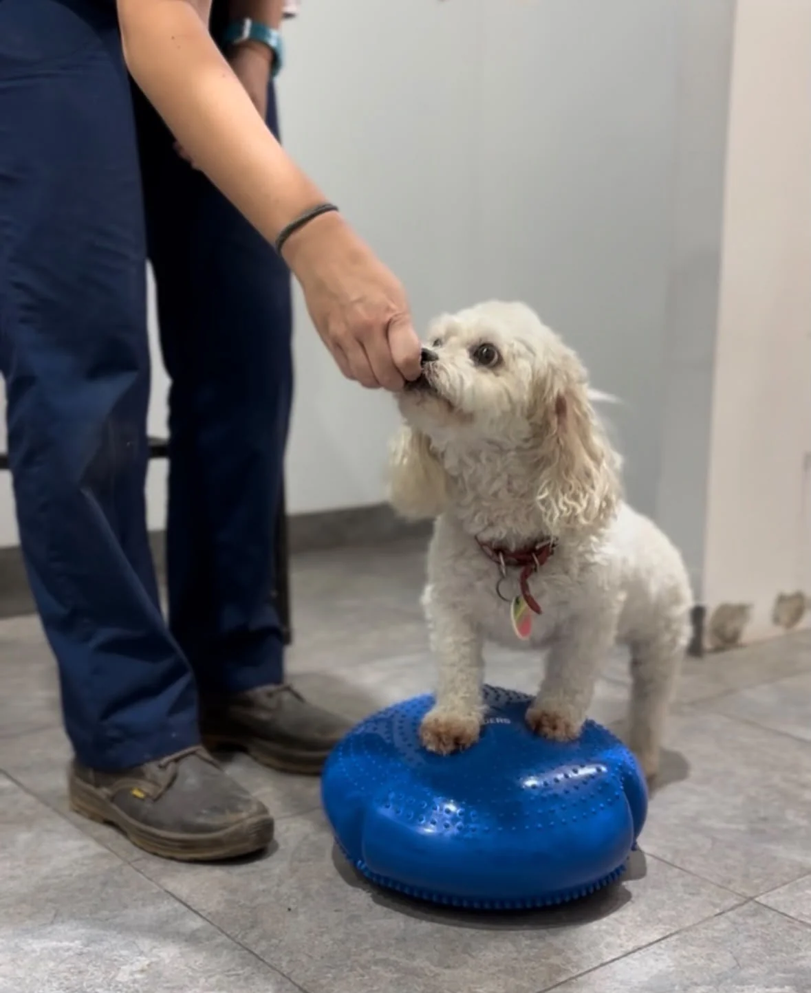 Una caniche realiza un ejercicio de equilibrio con las patas delanteras sobre un bosu azul