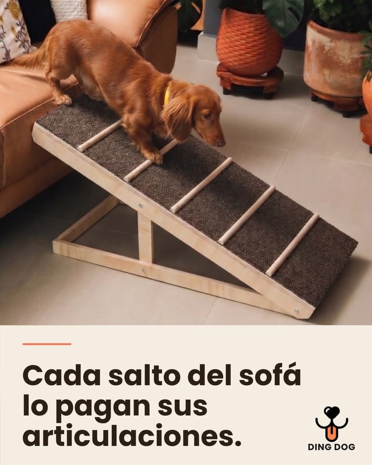 Imagen de referencia de un perro salchicha utilizando una rampa junto al sofá